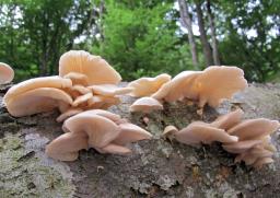 Pleurotus pulmonarius