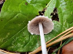 Psathyrella fibrillosa