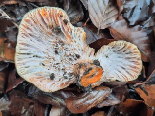 Hypomyces lateritius