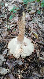 Russula grata