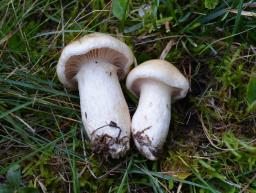 Hygrophorus ligatus