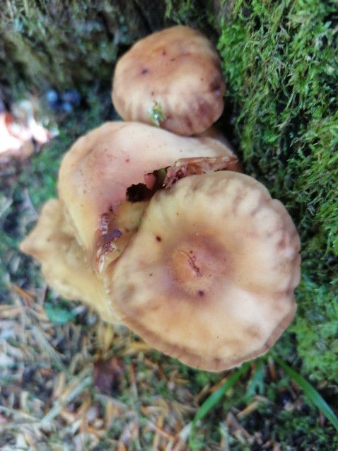 Gymnopus fusipes