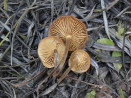 Flammulina elastica