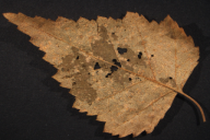 Melampsoridium betulinum