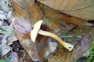 Suillus bovinus