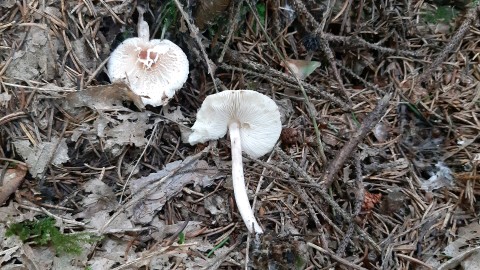 Lepiota oreadiformis