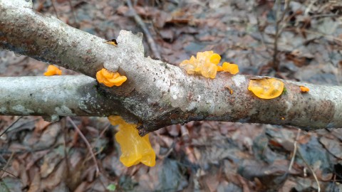 Tremella mesenterica