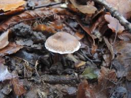 Cortinarius casimiri