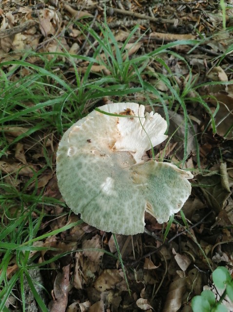 Russula virescens