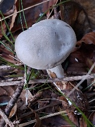 Hygrophorus agathosmus