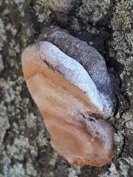 Phellinus pomaceus