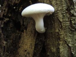 Pleurotus dryinus