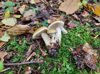 Tricholoma saponaceum