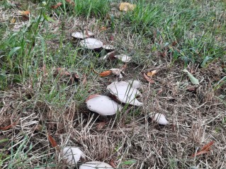 Agaricus campestris