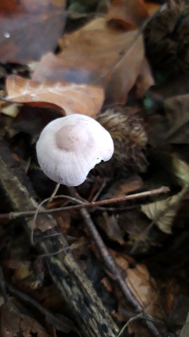 Mycena pura