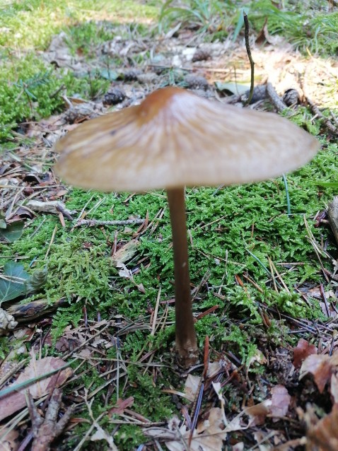 Hymenopellis radicata