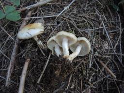 Pholiota spumosa