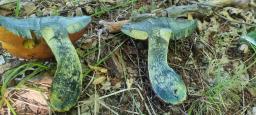 Neoboletus xanthopus