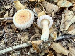 Lactarius torminosus