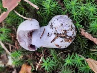 Cortinarius camphoratus