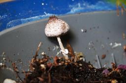 Leucocoprinus ianthinus