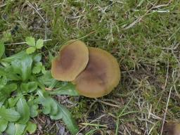Cortinarius cinnamomeus