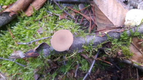 Lentinus brumalis