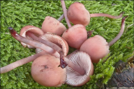 Mycena haematopus