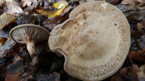 Paxillus involutus