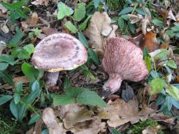 Hygrophorus russula