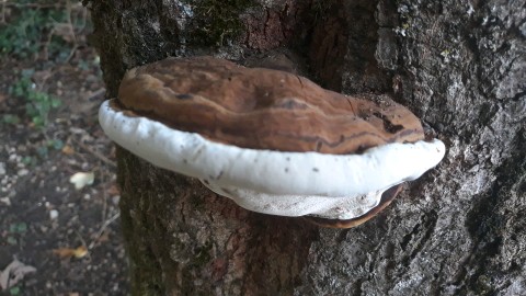 Ganoderma applanatum