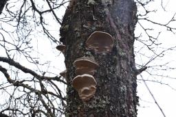 Phellinus pomaceus