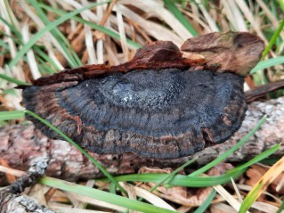 Ischnoderma benzoinum