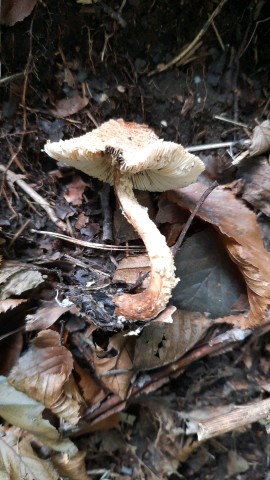 Lepiota magnispora