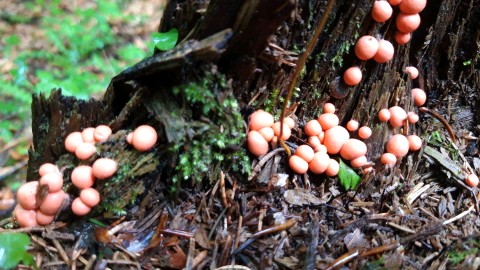 Lycogala epidendrum