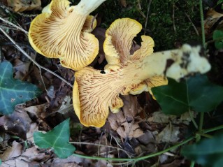 Cantharellus amethysteus