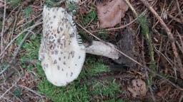 Amanita ceciliae