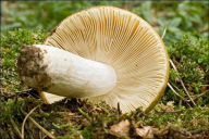 Russula ochroleuca