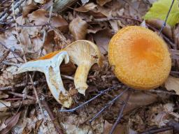 Lactarius porniniae