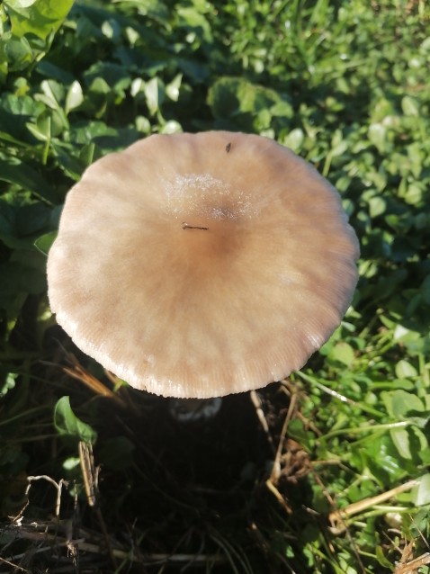 Volvopluteus gloiocephalus