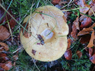 Lactarius scrobiculatus
