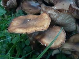 Armillaria mellea