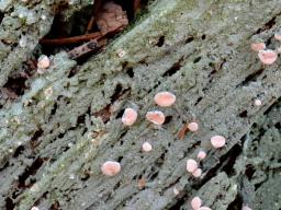 Icmadophila ericetorum