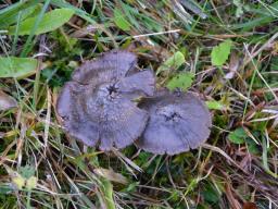 Hygrocybe ovina