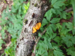 Tremella mesenterica