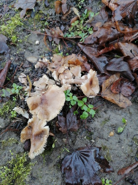 Tricholoma scalpturatum