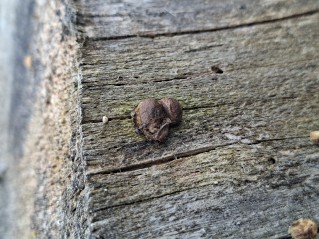 Lycogala epidendrum