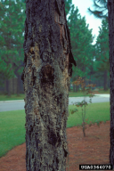 Fusarium circinatum