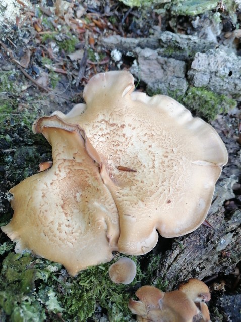 Lentinellus cochleatus