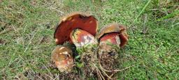 Neoboletus praestigiator